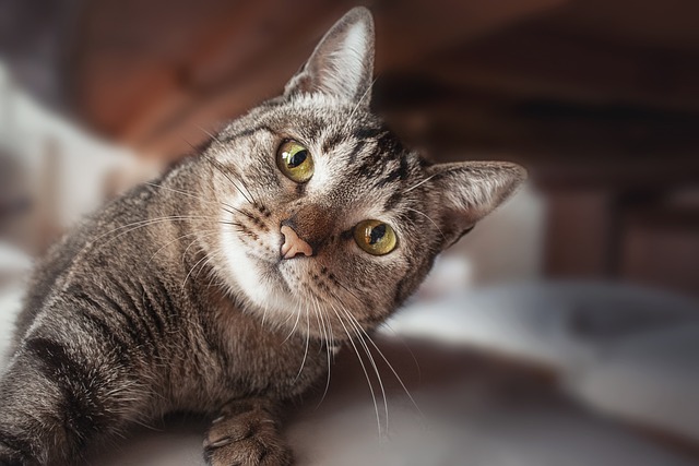 貍花貓為什么脾氣普遍都比較暴躁？